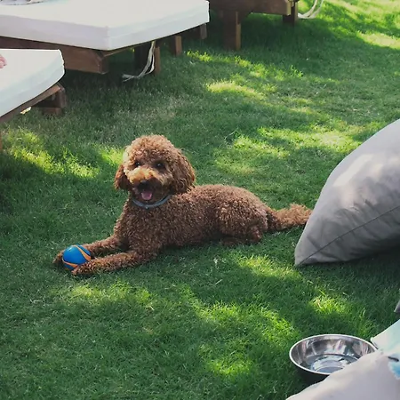 Hotel Zaya & Çeşme