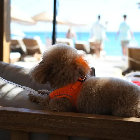 Hotel Zaya & Beach