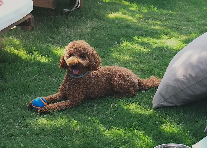 فندق Zaya & Çeşme